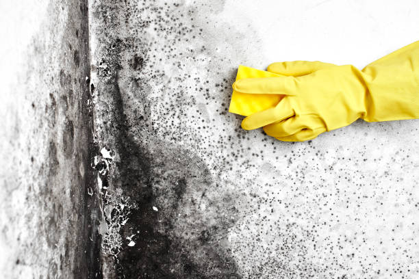 Best Basement Mold Remediation in Urbana, MD