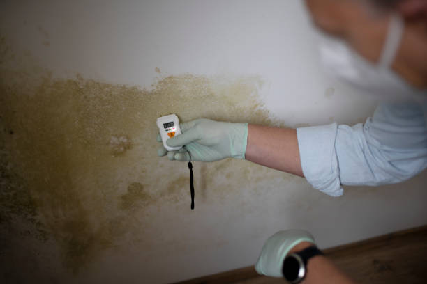 Best Health and Safety Mold Remediation in Urbana, MD