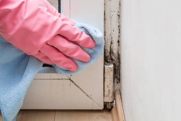 Best HVAC Mold Remediation in Urbana, MD